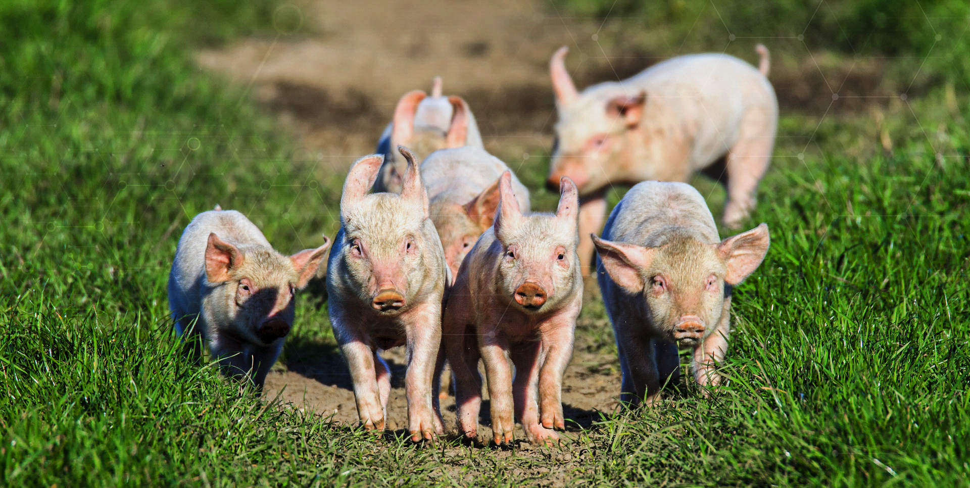 Zdrowe żywienie świń - to co musisz wiedzieć, aby rozpocząć hodowlę trzody