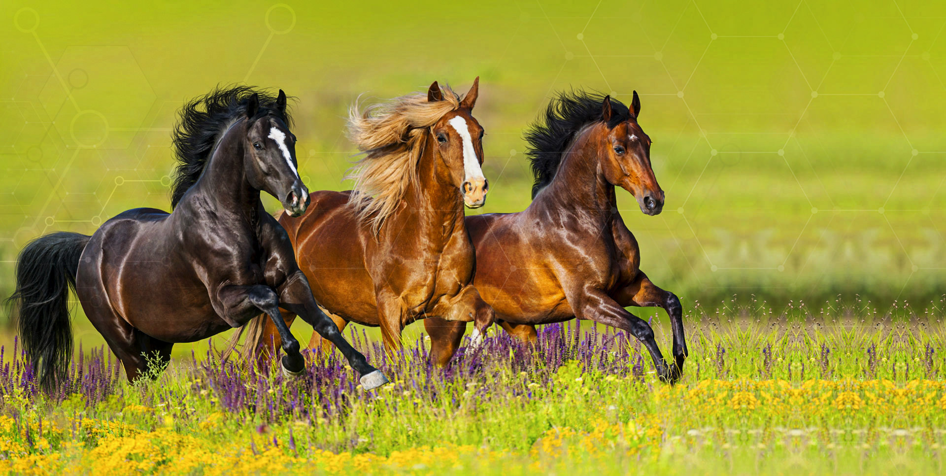 Jaki skład powinny mieć dobre pasze dla koni?